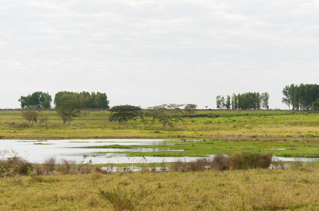 Linda imagem do pantanal brasileiro, região rica em fauna e flora.