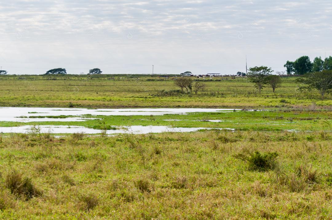 Linda imagem do pantanal brasileiro, região rica em fauna e flora.