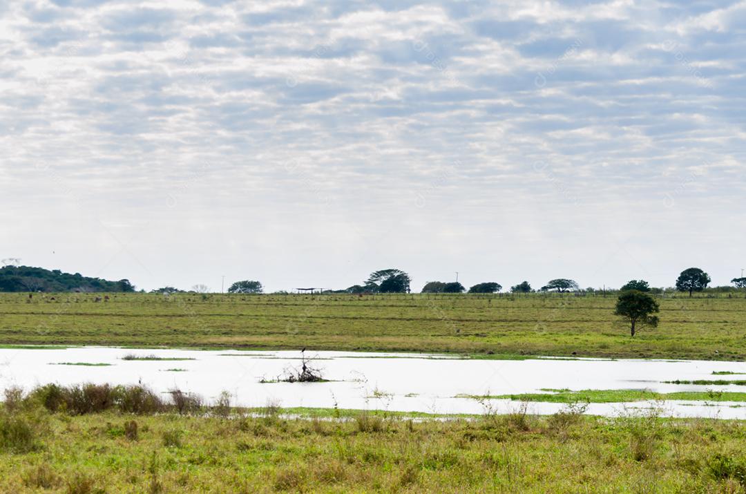 Linda imagem do pantanal brasileiro, região rica em fauna e flora.