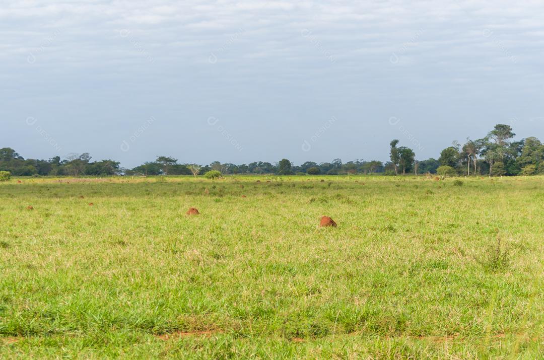 Linda imagem do pantanal brasileiro, região rica em fauna e flora.