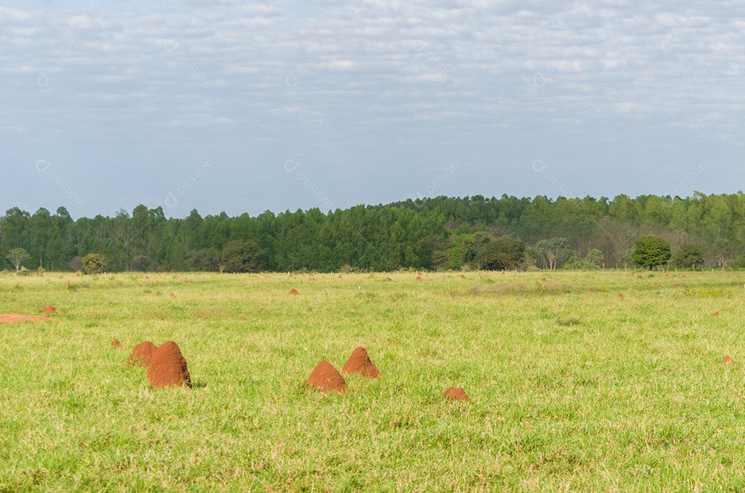 Linda imagem do pantanal brasileiro, região rica em fauna e flora.