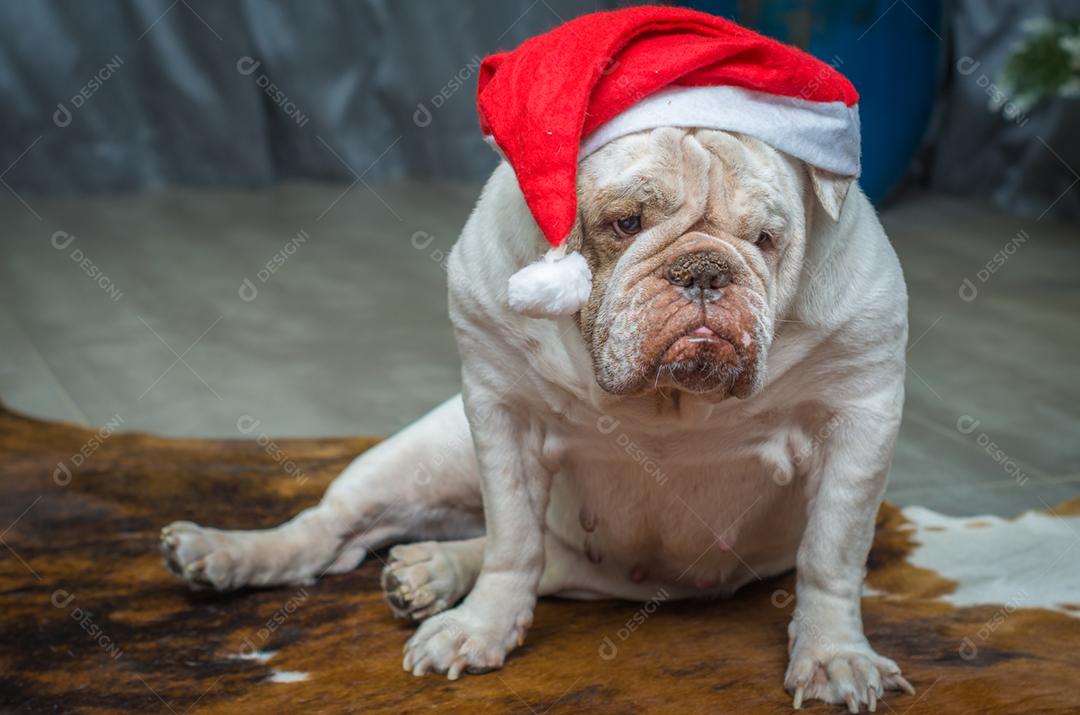 Bulldog inglês fofo em um chapéu de natal