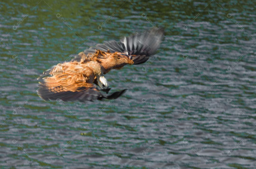 Beautiful giant hawk or black-collared hawk (Busarellus nigricollis), hunting in the Brazilian Pantanal.