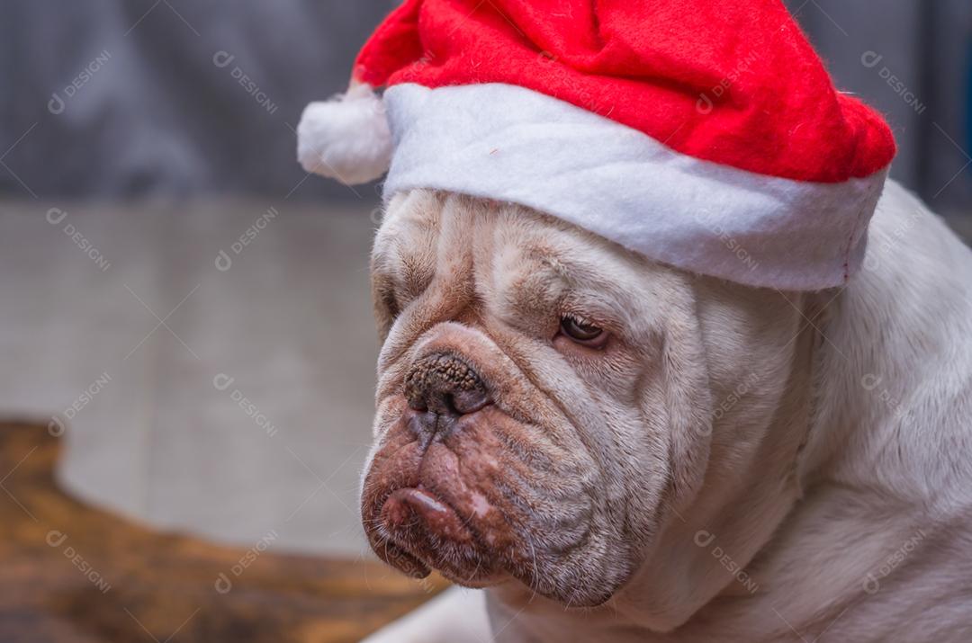 Bulldog inglês fofo em um chapéu de natal