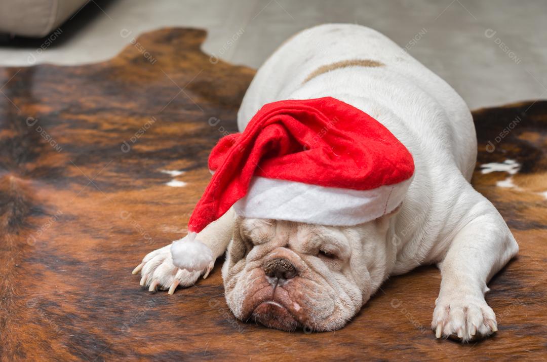 Bonito Bulldog Inglês dormindo em um chapéu de Natal