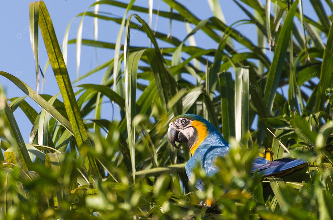 Bela arara-azul-e-amarela (Ara ararauna) no pantanal brasileiro.