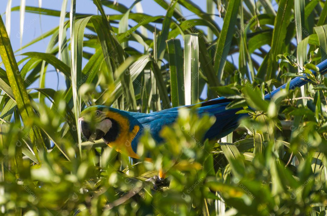 Bela arara-azul-e-amarela (Ara ararauna) no pantanal brasileiro.