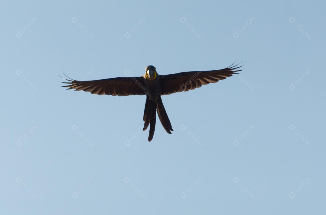 Linda arara-azul (Anodorhynchus hyacinthinus) no pantanal brasileiro.