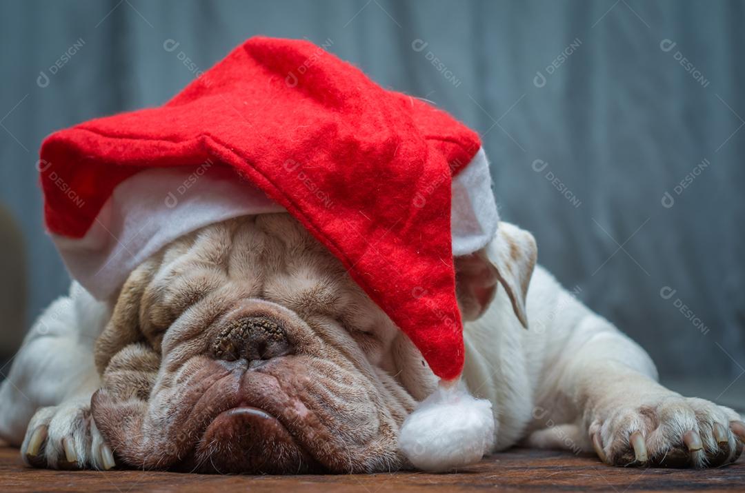 Bulldog inglês fofo em um chapéu de natal