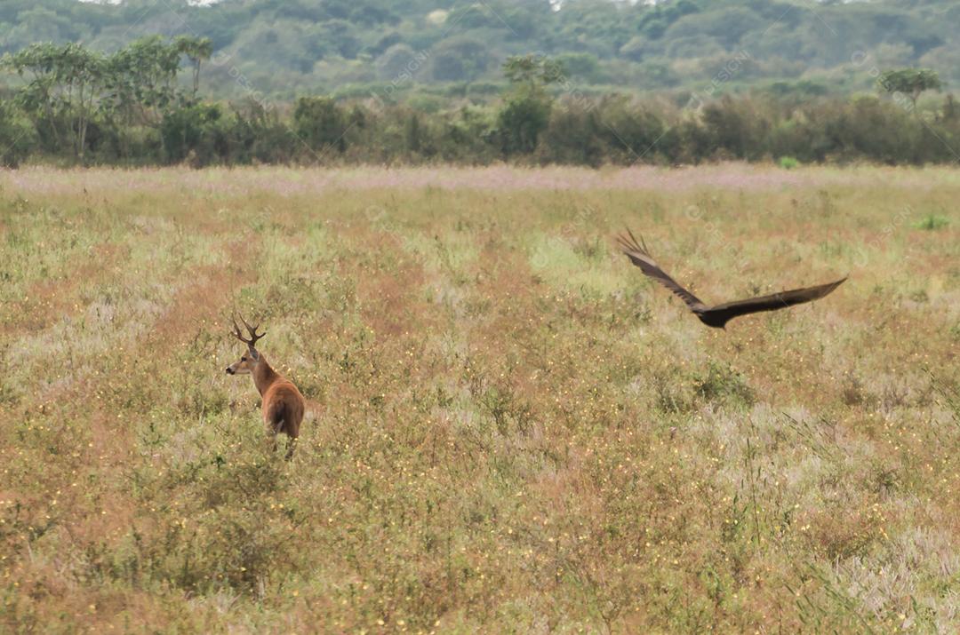 Cervo do Pantanal (Blastocerus dichotomus) no Pantanal brasileiro