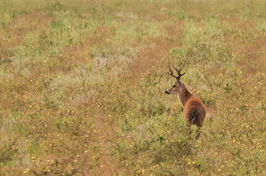 Cervo do Pantanal (Blastocerus dichotomus) no Pantanal brasileiro