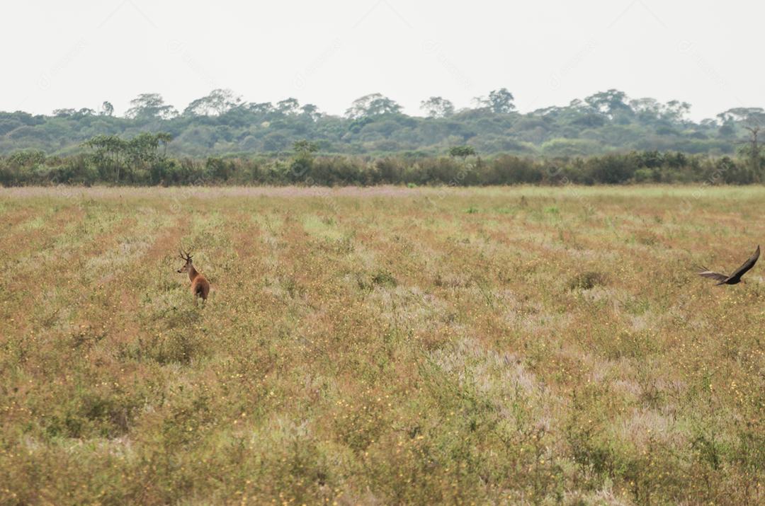 Cervo do Pantanal (Blastocerus dichotomus) no Pantanal brasileiro