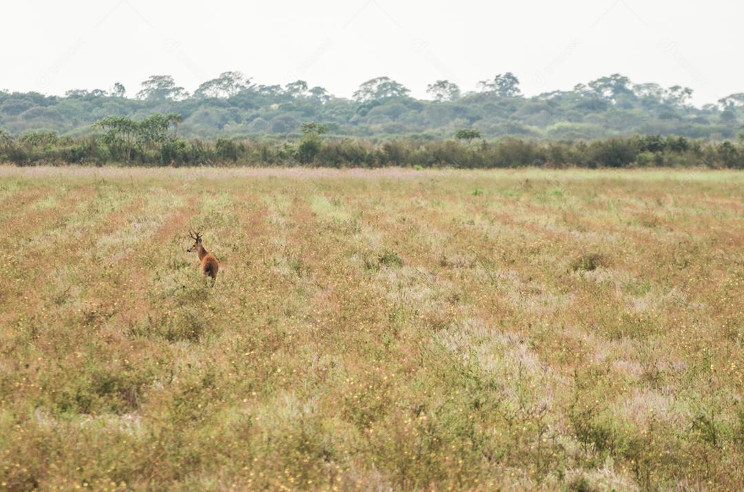 Cervo do Pantanal (Blastocerus dichotomus) no Pantanal brasileiro