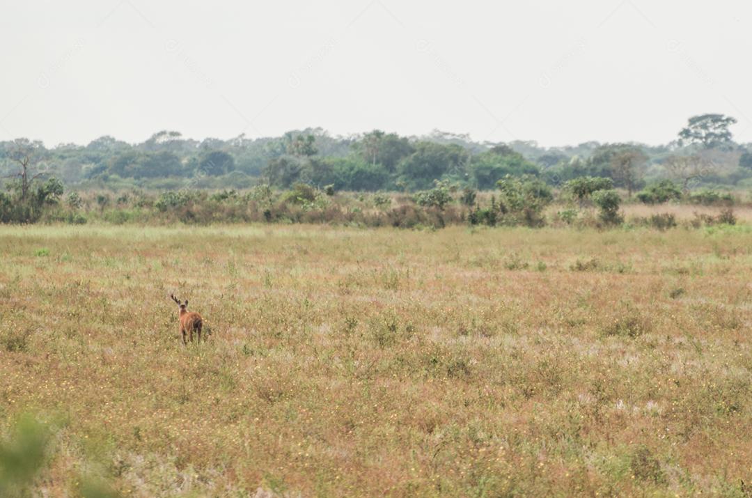 Cervo do Pantanal (Blastocerus dichotomus) no Pantanal brasileiro