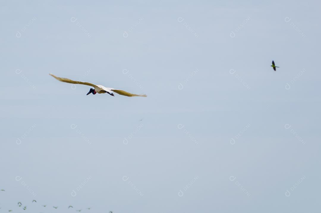 Belo pássaro Tuiuiu ou Jabiru (Jabiru mycteria) no pantanal brasileiro