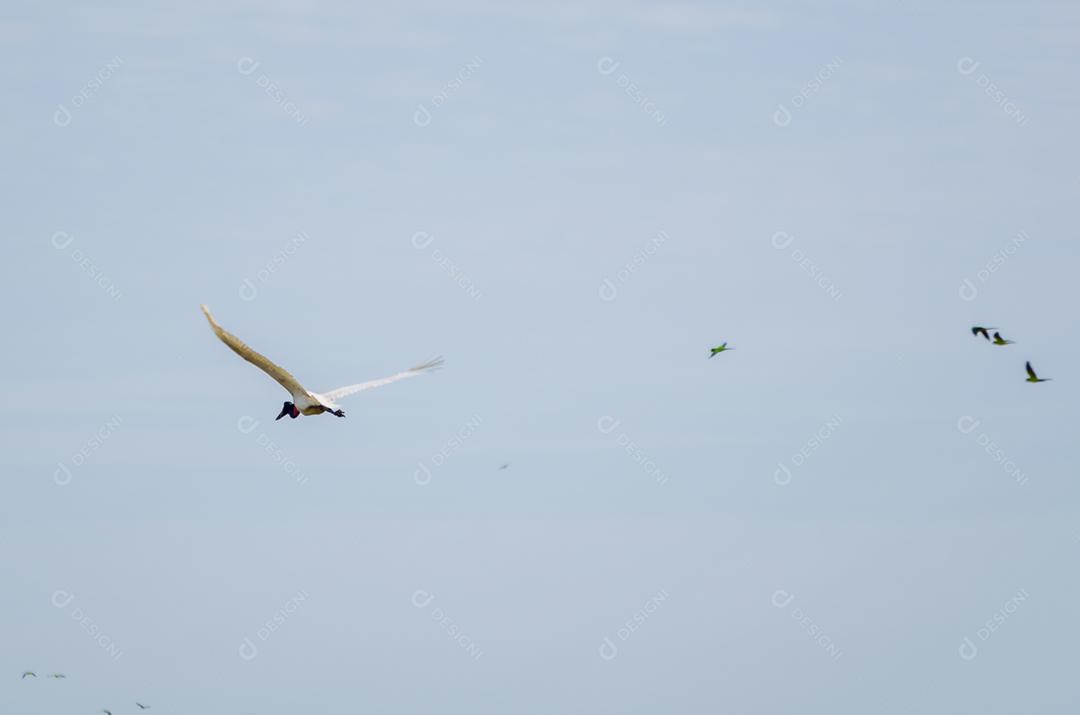 Belo pássaro Tuiuiu ou Jabiru (Jabiru mycteria) no pantanal brasileiro