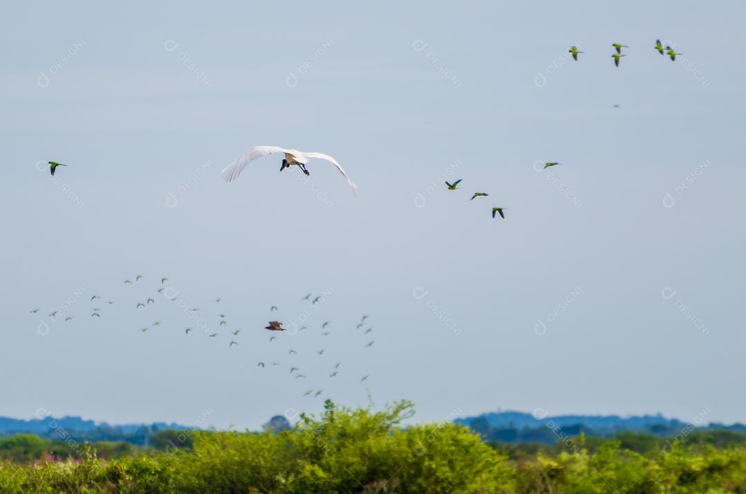 Belo pássaro Tuiuiu ou Jabiru (Jabiru mycteria) no pantanal brasileiro