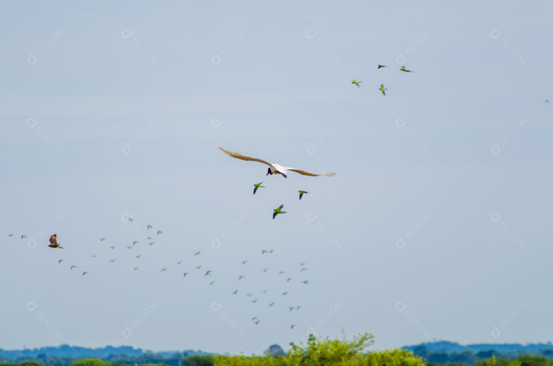 Belo pássaro Tuiuiu ou Jabiru (Jabiru mycteria) no pantanal brasileiro