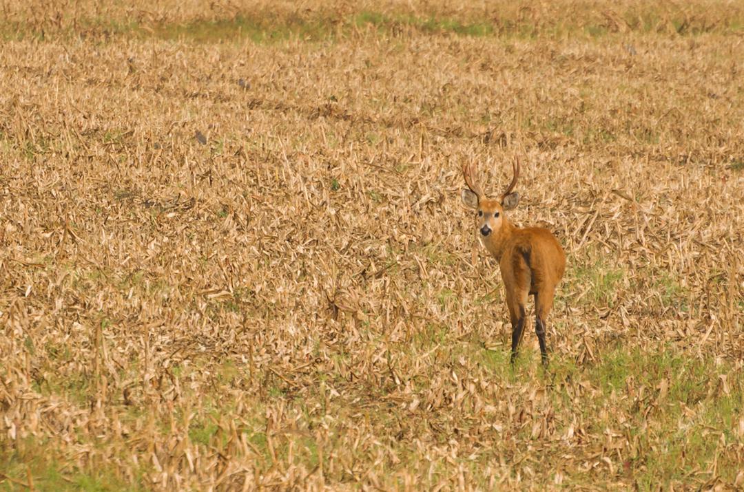 Cervo do Pantanal (Blastocerus dichotomus) no Pantanal brasileiro