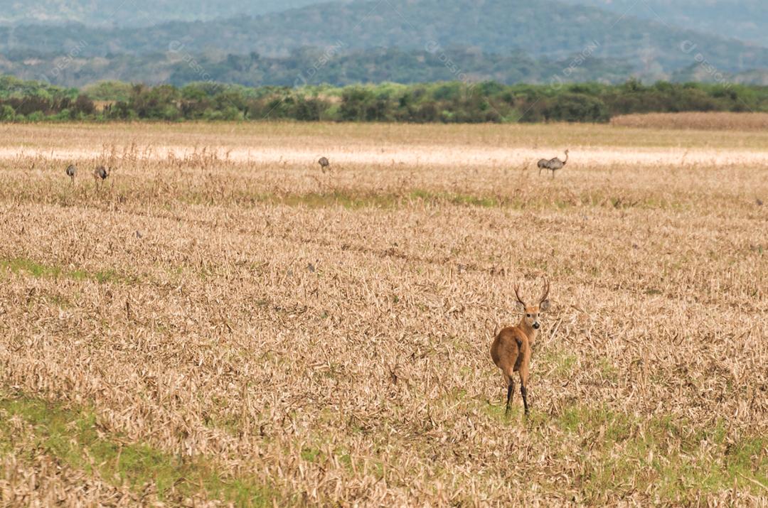 Cervo do Pantanal (Blastocerus dichotomus) no Pantanal brasileiro