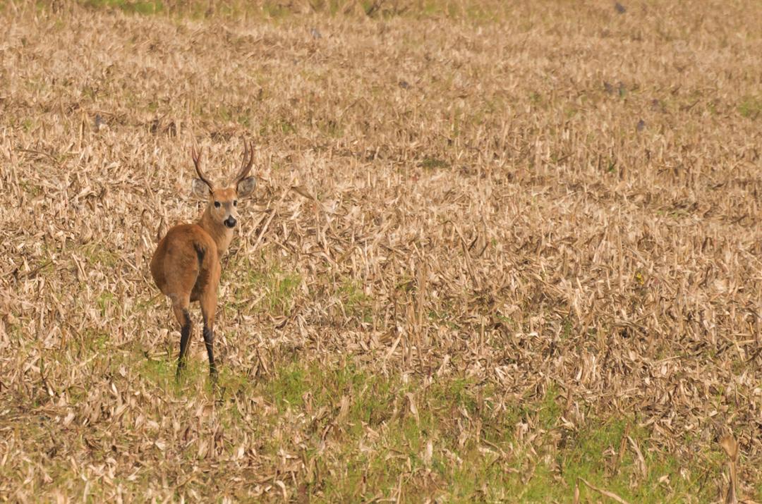 Cervo do Pantanal (Blastocerus dichotomus) no Pantanal brasileiro