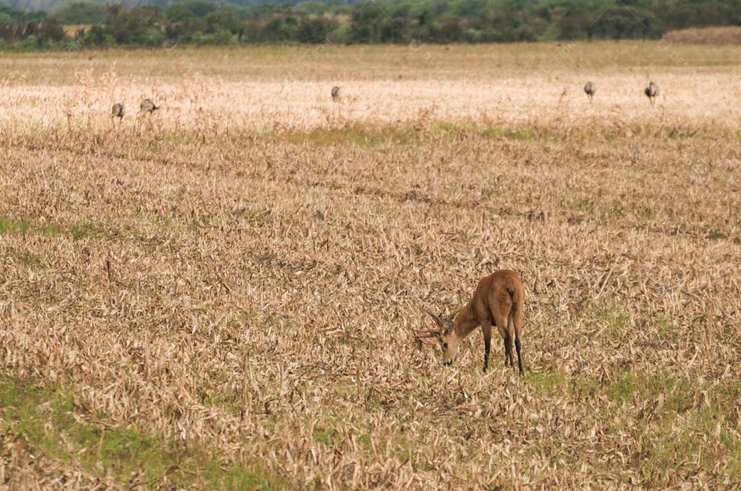 Cervo do Pantanal (Blastocerus dichotomus) no Pantanal brasileiro