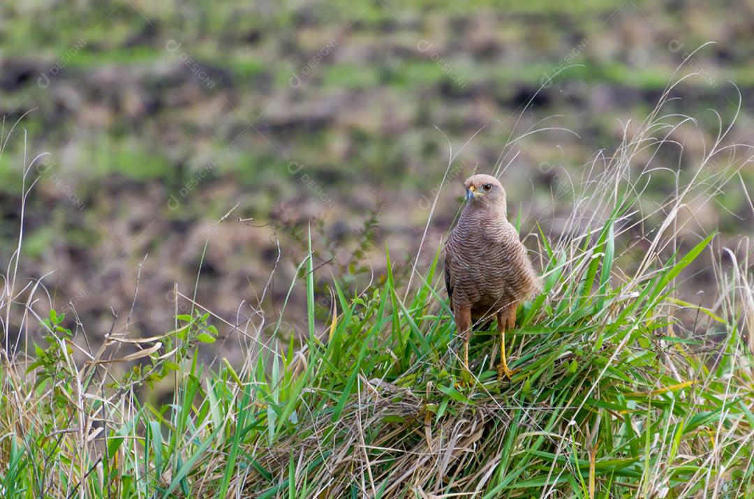 Ave gigante Cabloco ou Savanna Hawk (Heterospizias meridionalis) no Pantanal brasileiro