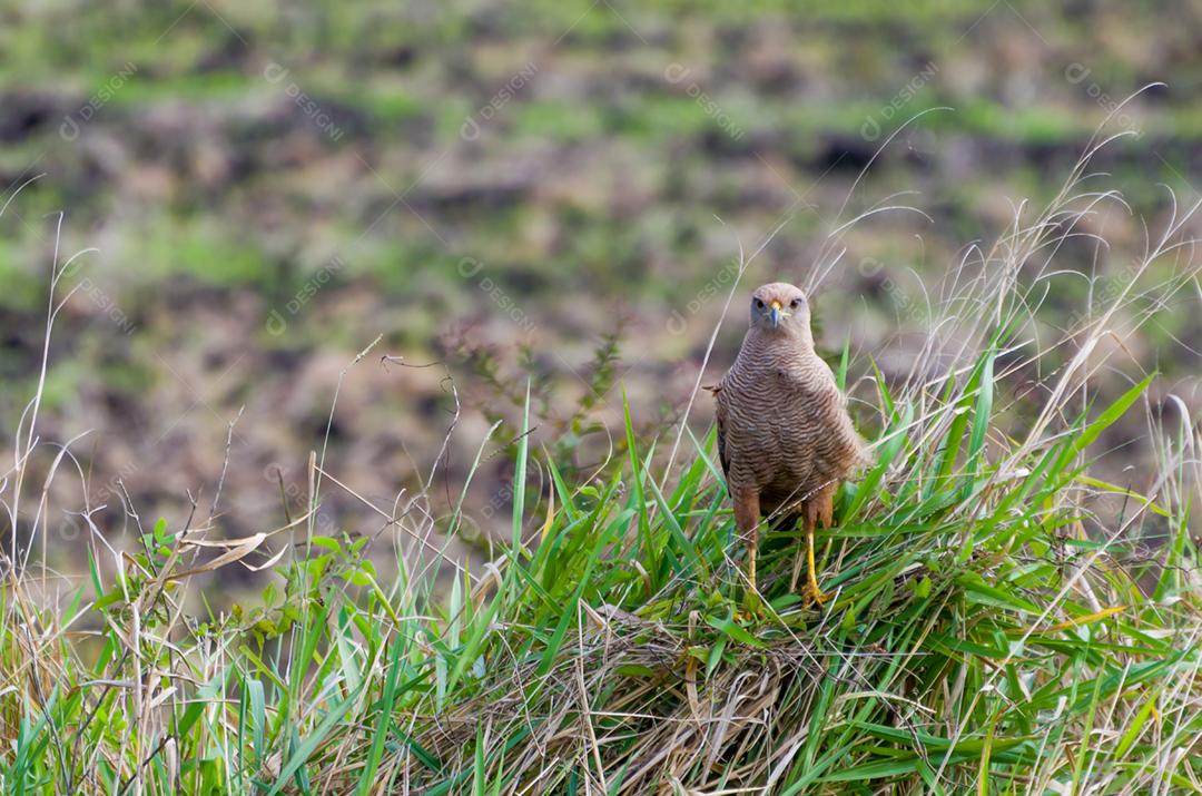 Ave gigante Cabloco ou Savanna Hawk (Heterospizias meridionalis) no Pantanal brasileiro