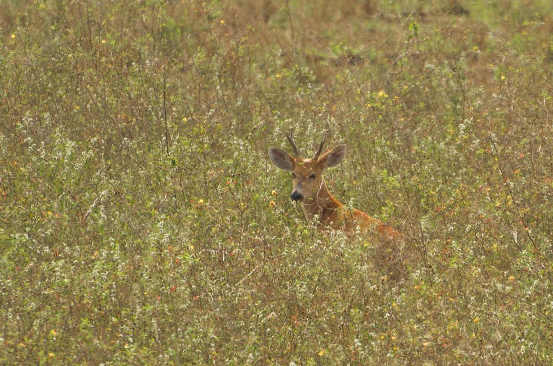 Lagarto do Pantanal (Blastocerus dichotomus) no Pantanal brasileiro