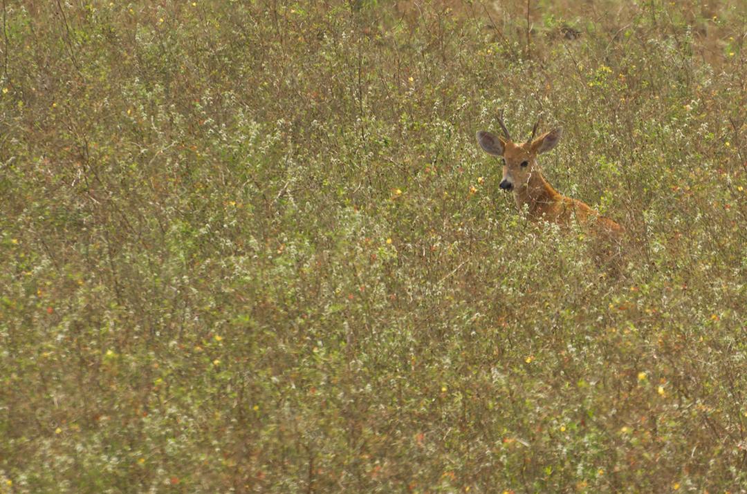 Lagarto do Pantanal (Blastocerus dichotomus) no Pantanal brasileiro
