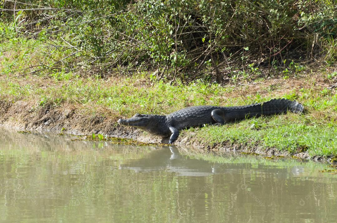 Lindo Jacaré (Caiman yacare) no pantanal brasileiro.