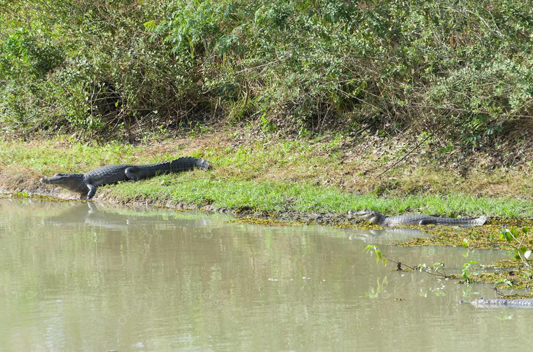 Lindo Jacaré (Caiman yacare) no pantanal brasileiro.