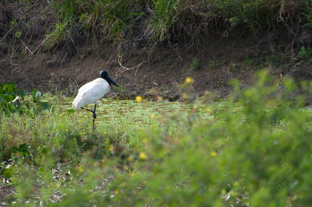 Belo pássaro Tuiuiu ou Jabiru (Jabiru mycteria) no pantanal brasileiro