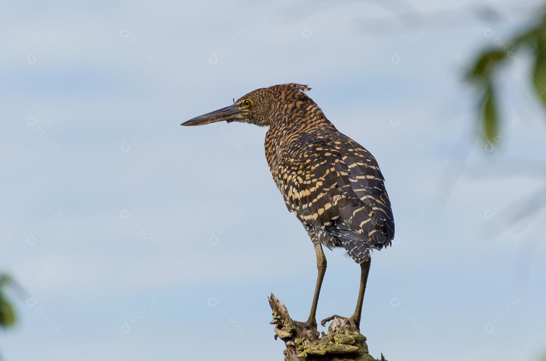 Belo Soco Boi ou Rufescent Tiger-Heron (Tigrisoma lineatum) no pantanal brasileiro.