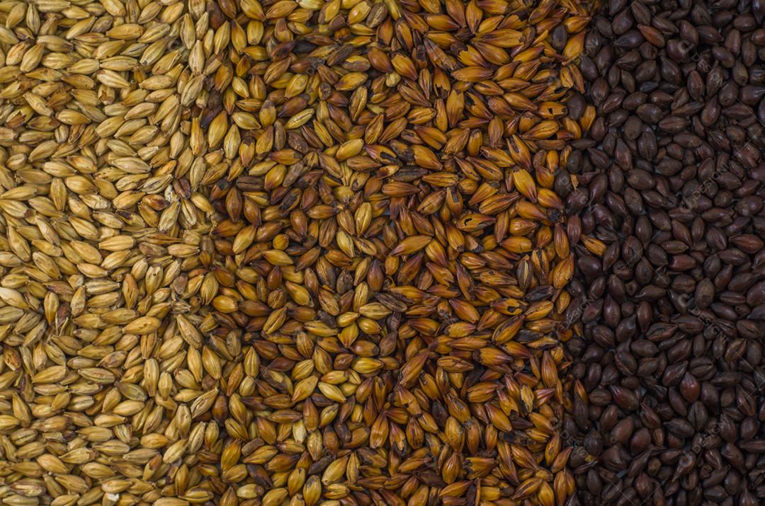 Textura com 4 tipos de malte de cevada para cerveja, pale ale mal a black. Cor gradiente.