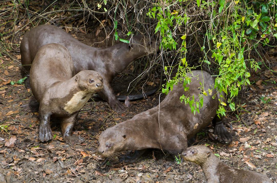 Família de lontras no Pantanal brasileiro