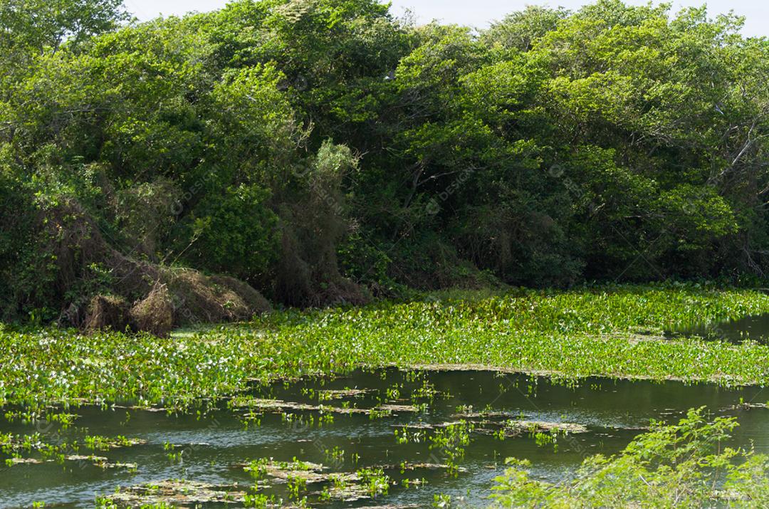 Linda imagem do pantanal brasileiro, região rica em fauna e flora.