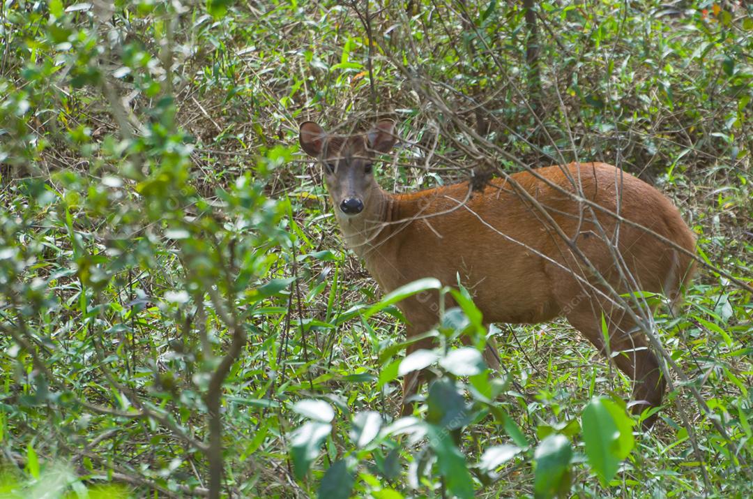 Cervo do Pantanal, livre no bioma pantaneiro brasileiro