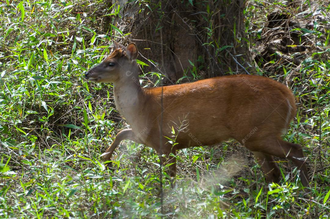 Cervo do Pantanal, livre no bioma pantaneiro brasileiro