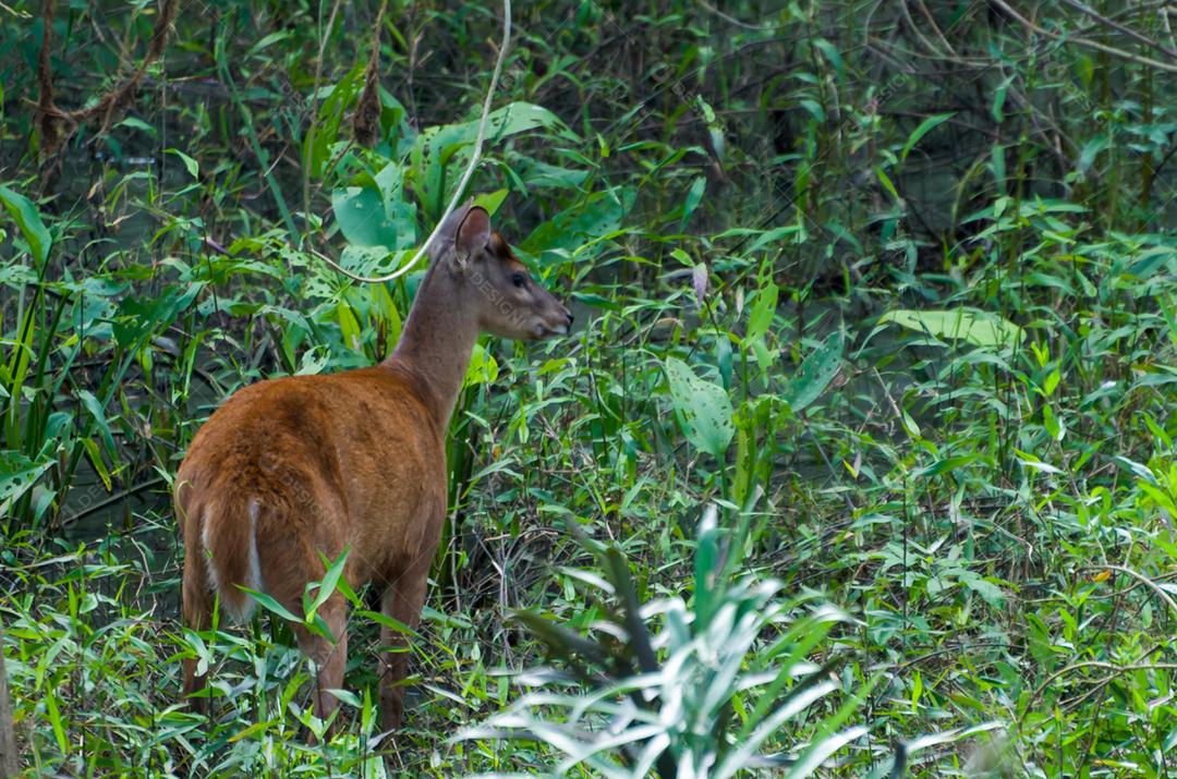Cervo do Pantanal, livre no bioma pantaneiro brasileiro