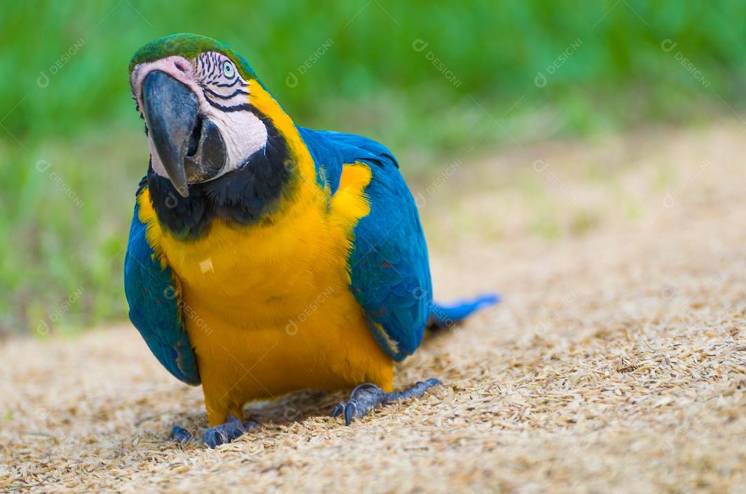 Bela arara-azul-e-amarela (Ara ararauna) no pantanal brasileiro.