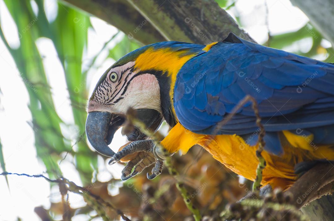 Bela arara-azul-e-amarela (Ara ararauna) no pantanal brasileiro.