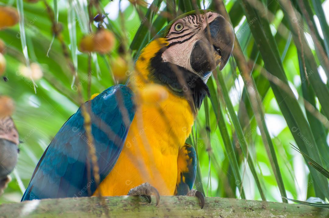 Bela arara-azul-e-amarela (Ara ararauna) no pantanal brasileiro.