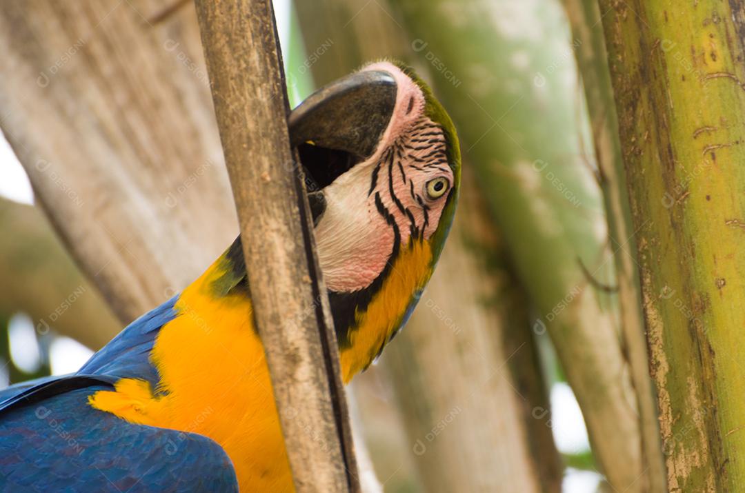 Bela arara-azul-e-amarela (Ara ararauna) no pantanal brasileiro.