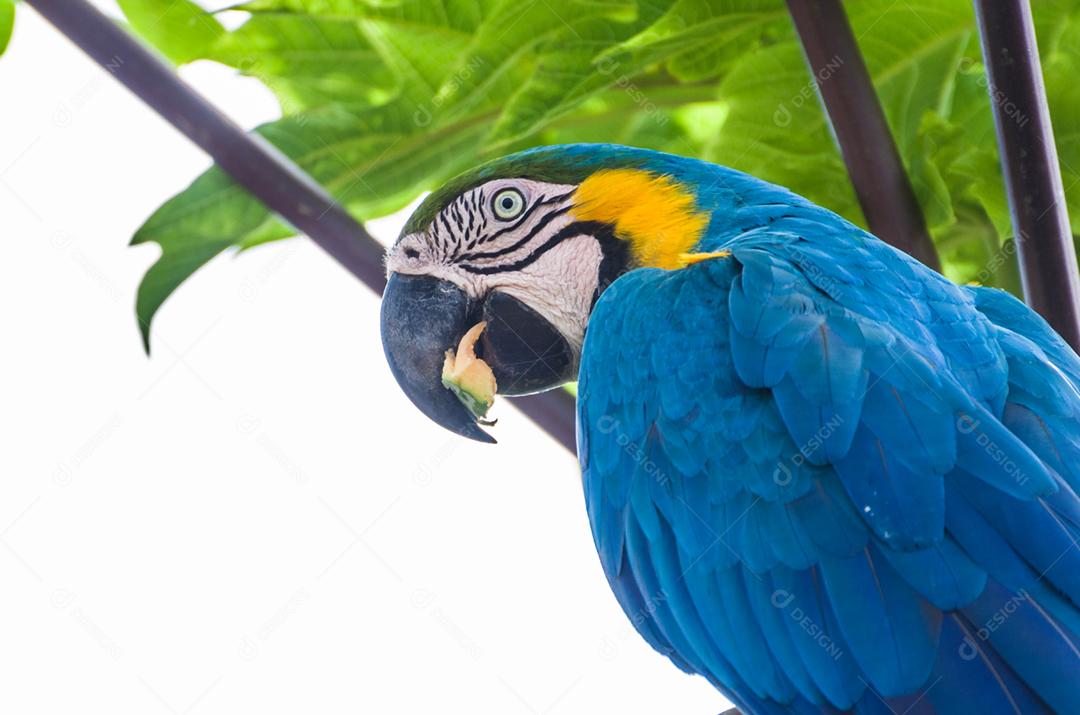 Bela arara-azul-e-amarela (Ara ararauna) no pantanal brasileiro.