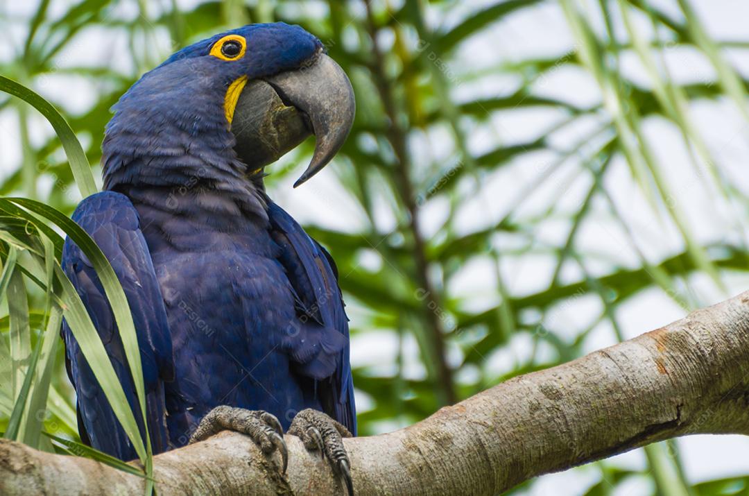 Linda arara-azul (Anodorhynchus hyacinthinus) no pantanal brasileiro.