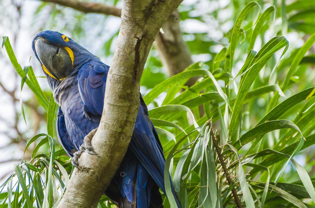 Linda arara-azul (Anodorhynchus hyacinthinus) no pantanal brasileiro.