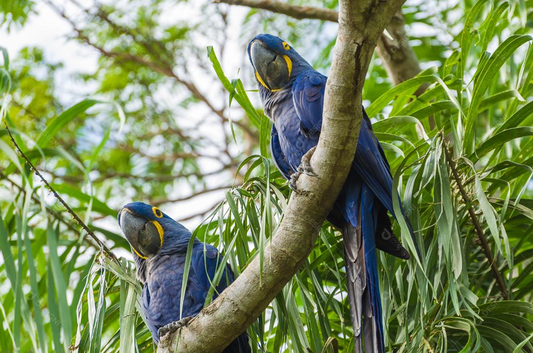 Linda arara-azul (Anodorhynchus hyacinthinus) no pantanal brasileiro.