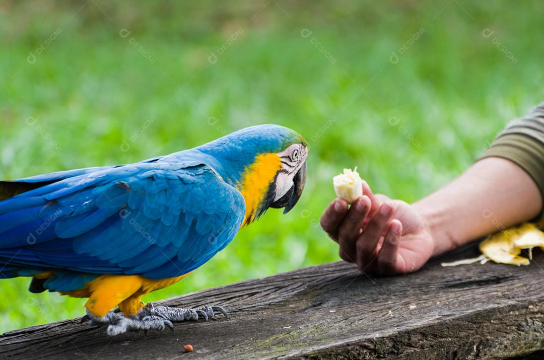 Bela arara-azul-e-amarela (Ara ararauna) no pantanal brasileiro.