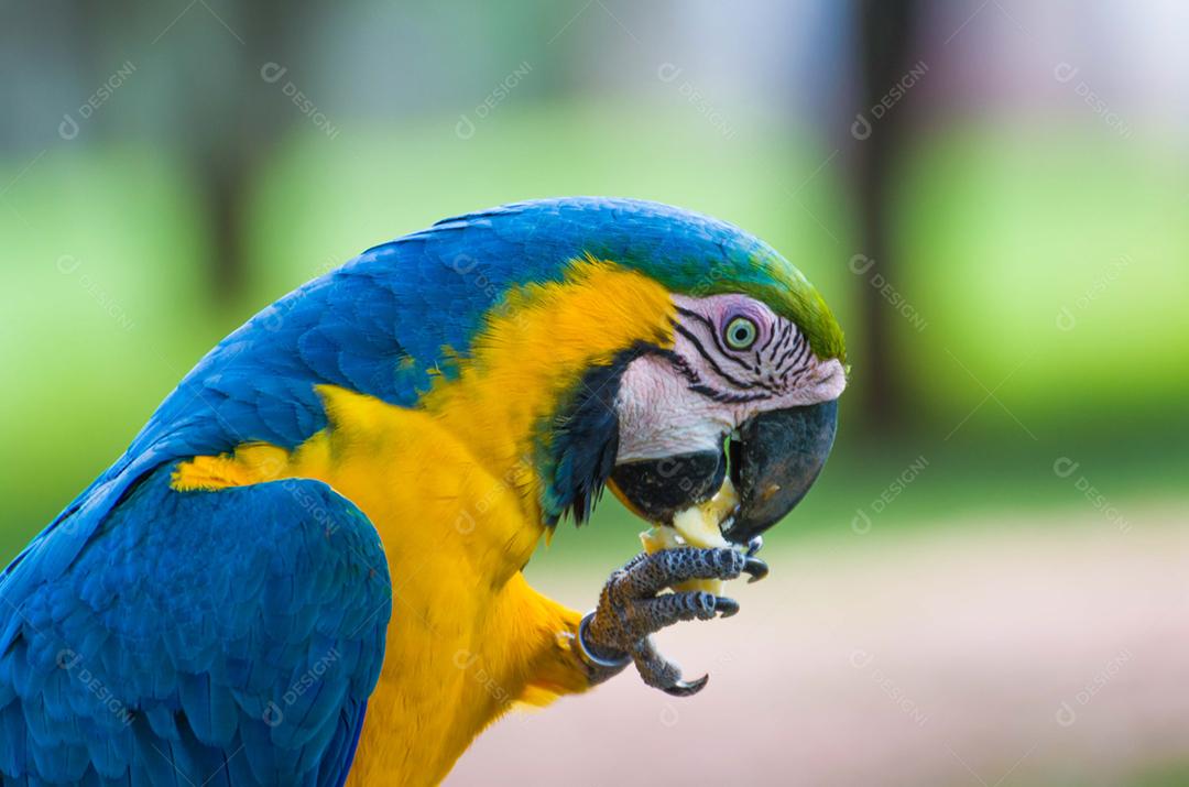 Bela arara-azul-e-amarela (Ara ararauna) no pantanal brasileiro.